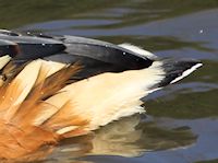 Fulvous Whistling Duck (Tail) - pic by Nigel Key